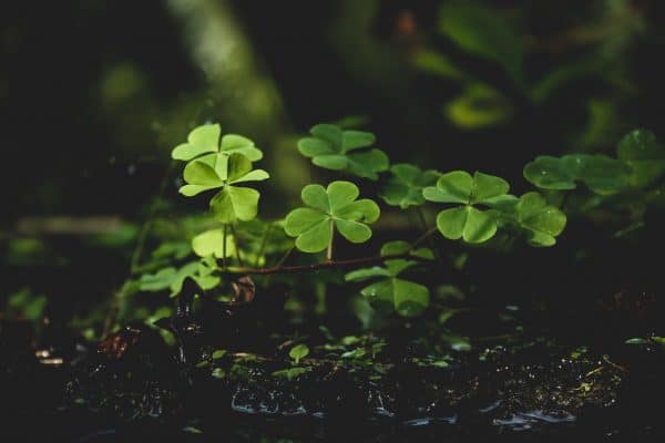 family-friendly activities for st. patrick's day